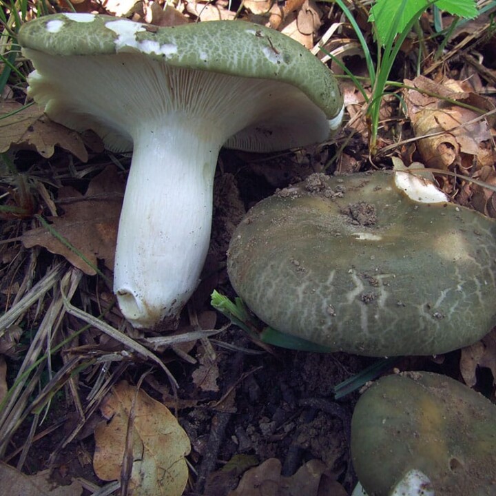 Champignon vert