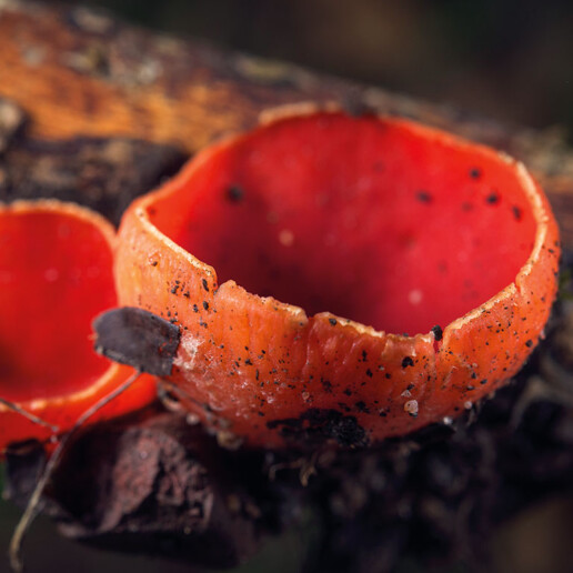 Champignon coupe