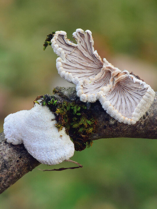 Champignon éventail