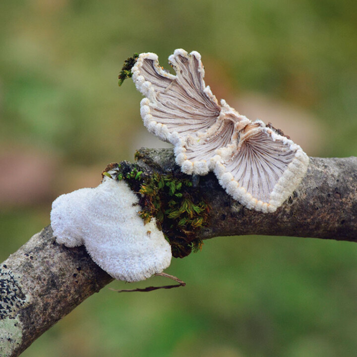 Champignon éventail