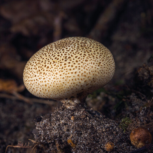 Champignon boule