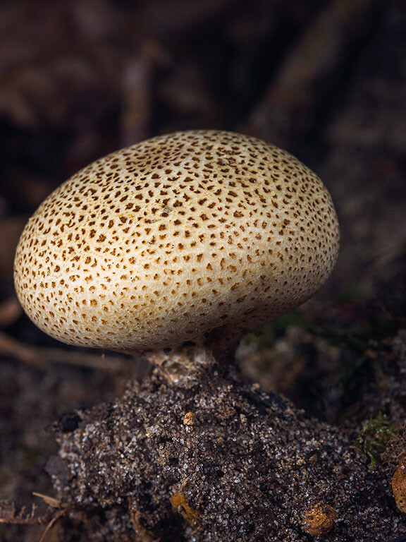Champignon boule