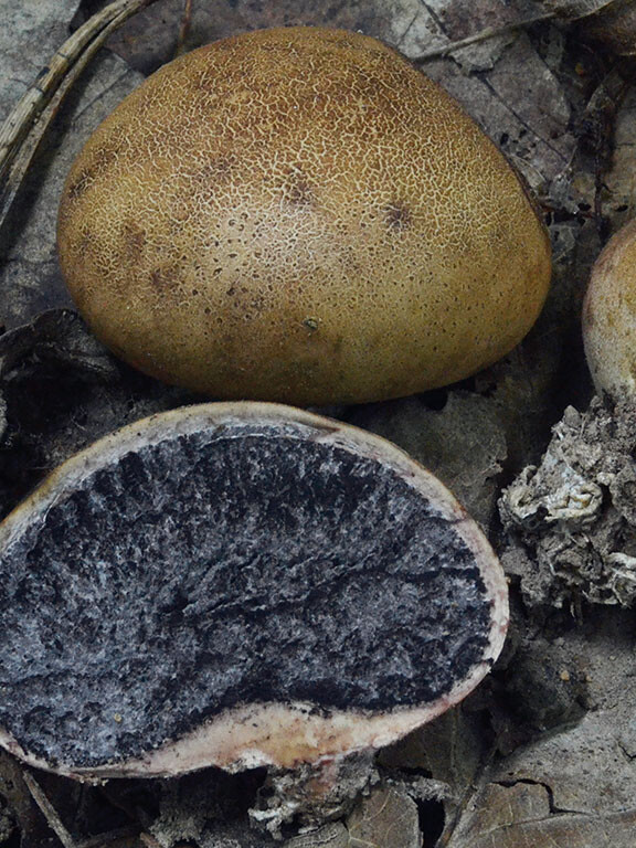Champignon boule
