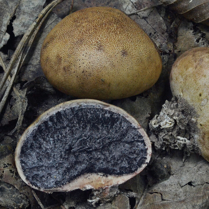 Champignon boule