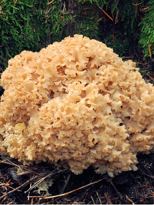 Champignon clavaire