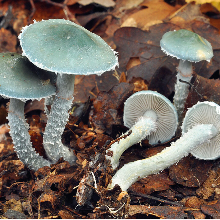 Strophaire bleue Champignon : un chapeau et un pied à lames adnés de couleur grises