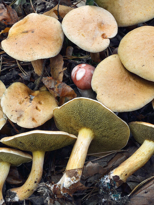 Champignon : un chapeau et un pied avec pores décurrents : BOLET