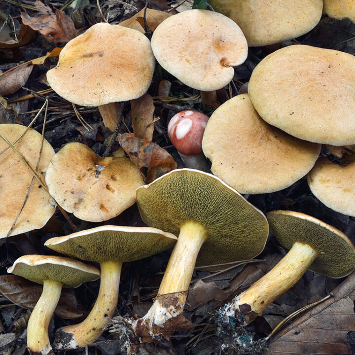Champignon : un chapeau et un pied avec pores décurrents : BOLET