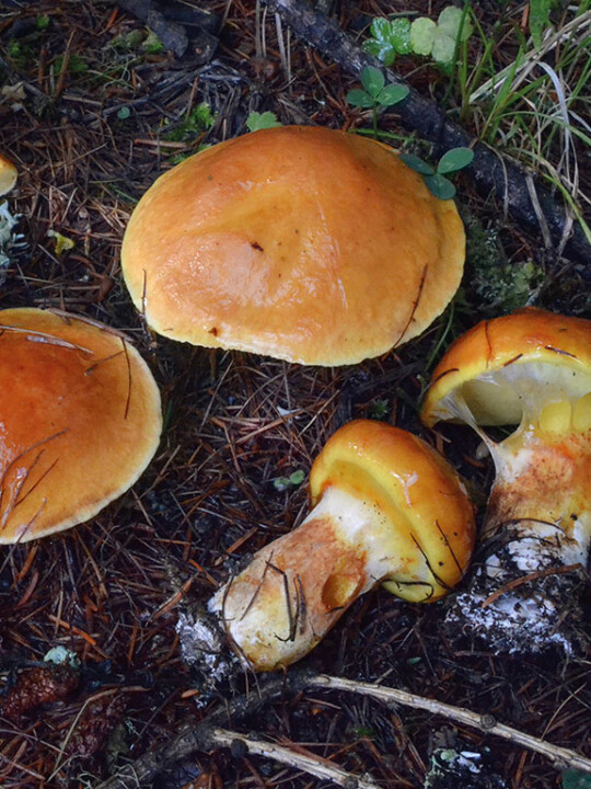 Champignon bolet