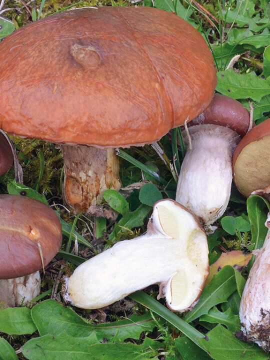 Champignon bolet