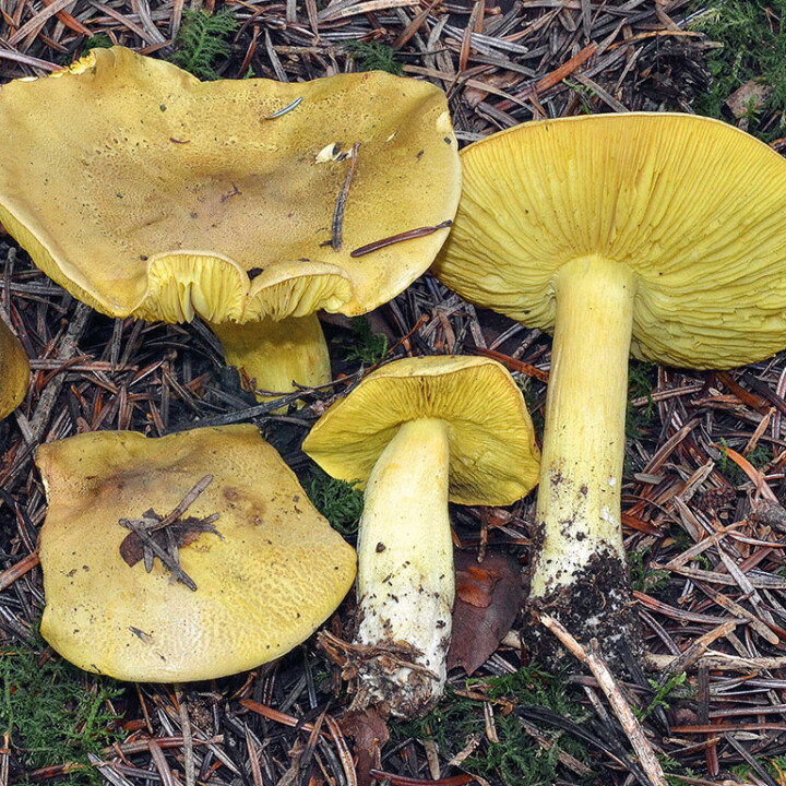 Tricholome equestre Un chapeau et un pied avec lames adnées ou échancrées