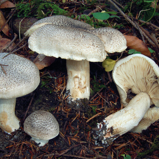 Champignon tricholome