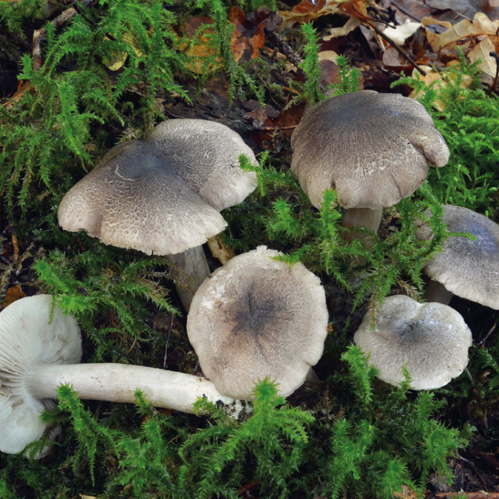 Champignon petit-gris