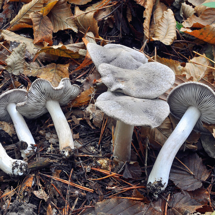 Champignon petit-gris