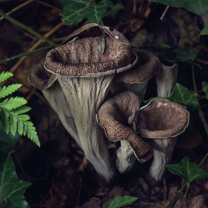 Trompette de la mort