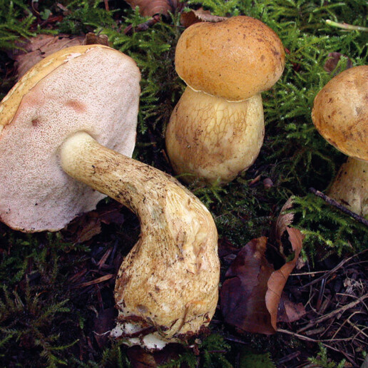 Bolet Amer Un chapeau et un pied avec pores adnés ou échancrées de blanc à rose