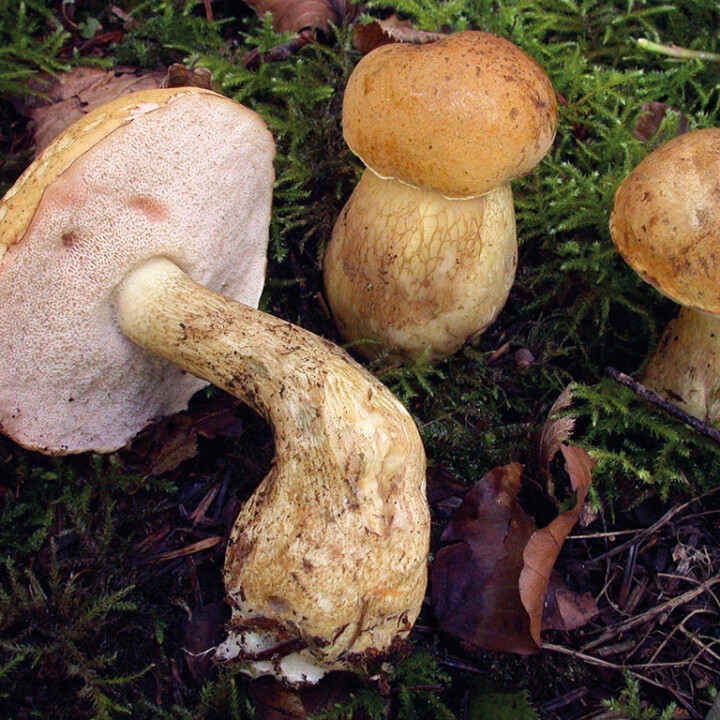 Bolet Amer Un chapeau et un pied avec pores adnés ou échancrées de blanc à rose