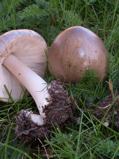 Champignon visqueux