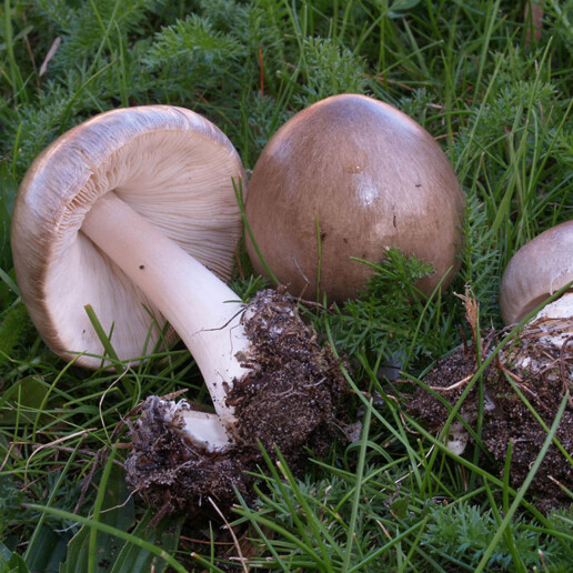 Champignon visqueux
