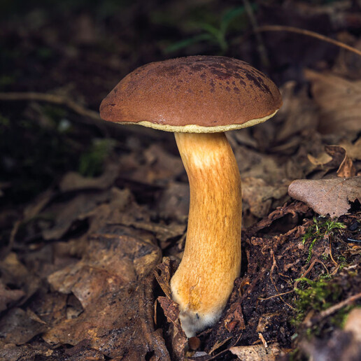 Bolet Bai : Un chapeau et un pied avec pores adnés ou échancrées de couleur crème