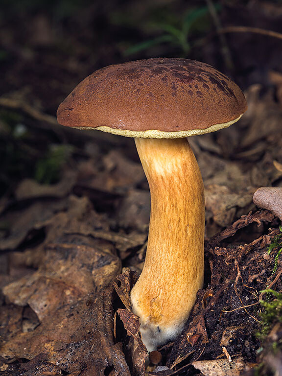 Bolet Bai : Un chapeau et un pied avec pores adnés ou échancrées de couleur crème
