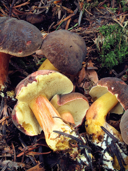 Champignon bolet