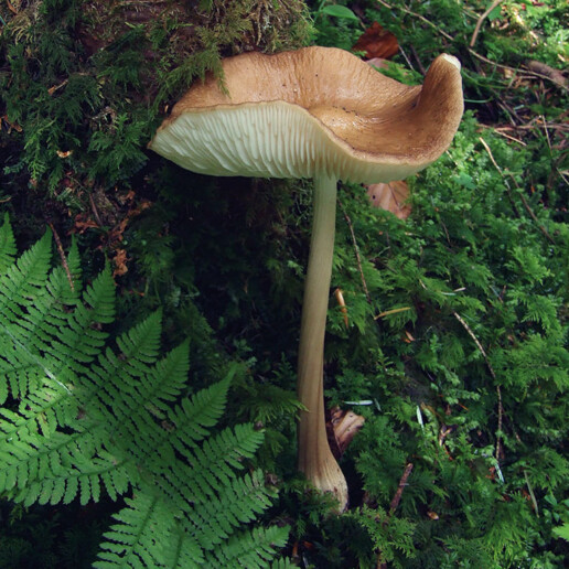 Champignon collybie