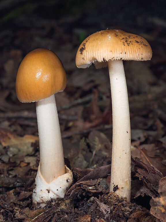Champignon amanite