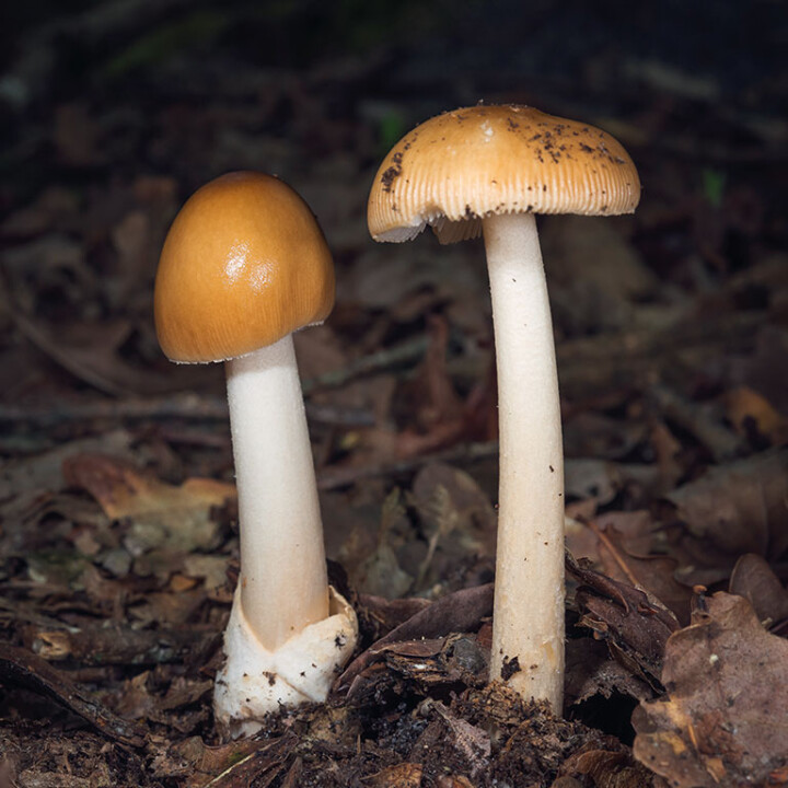 Champignon amanite
