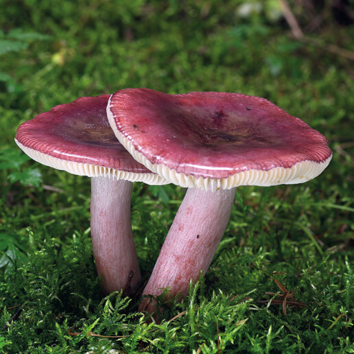 Champignon russule rouge
