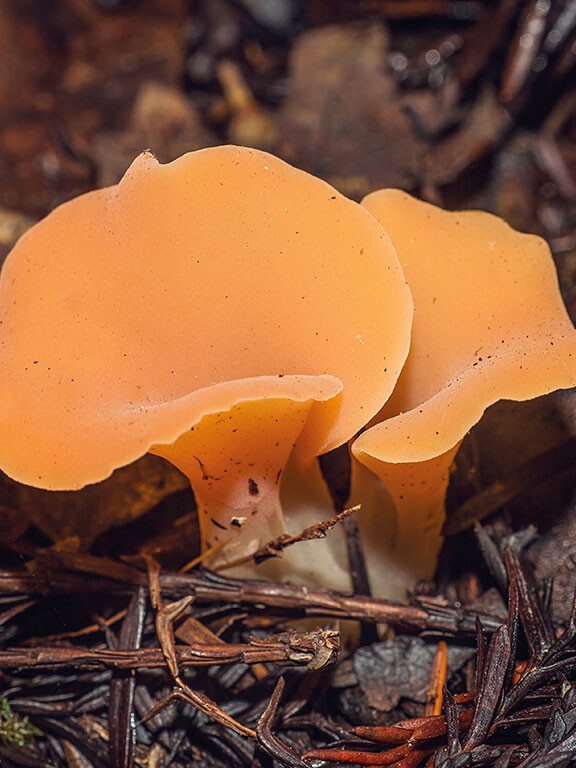 Champignon gélatineux