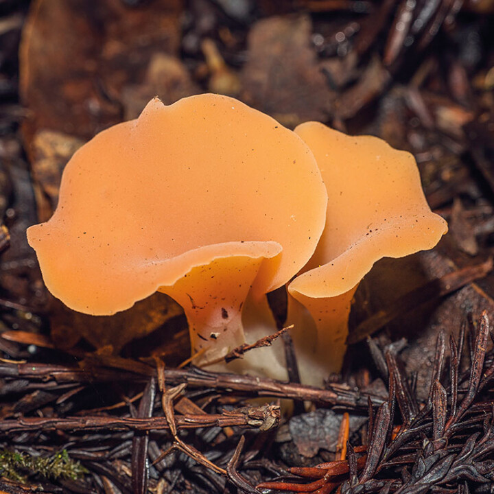 Champignon gélatineux
