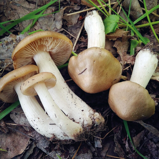 Champignon entolome
