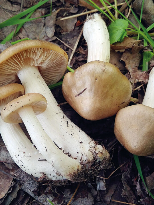 Champignon entolome