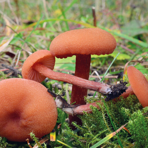 Champignon laccaire