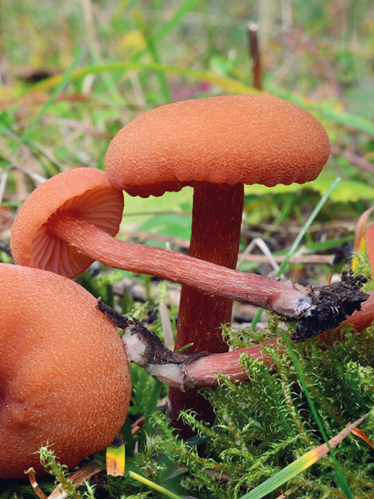 Champignon laccaire