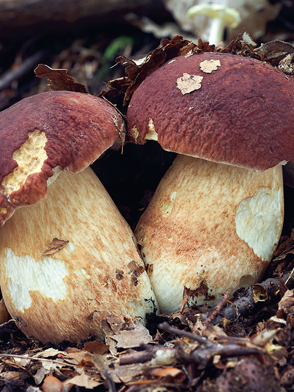 Champignon cèpe