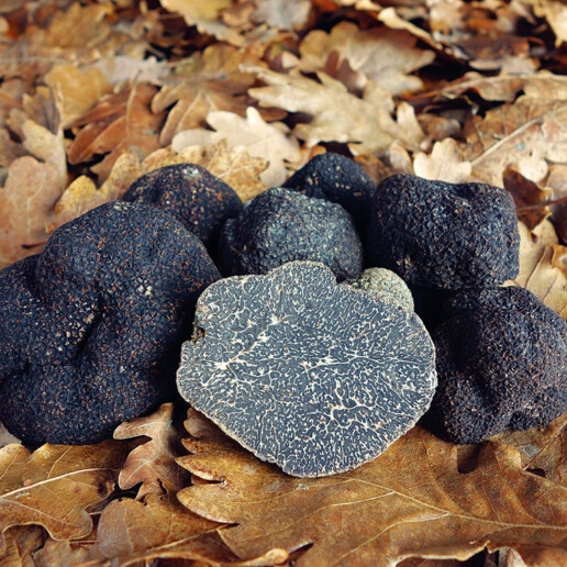 Champignon diamant noir