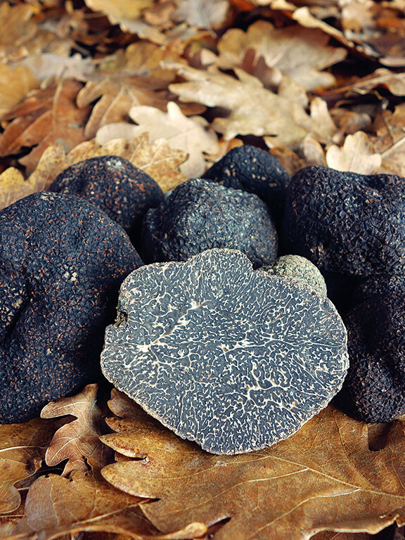 Champignon diamant noir