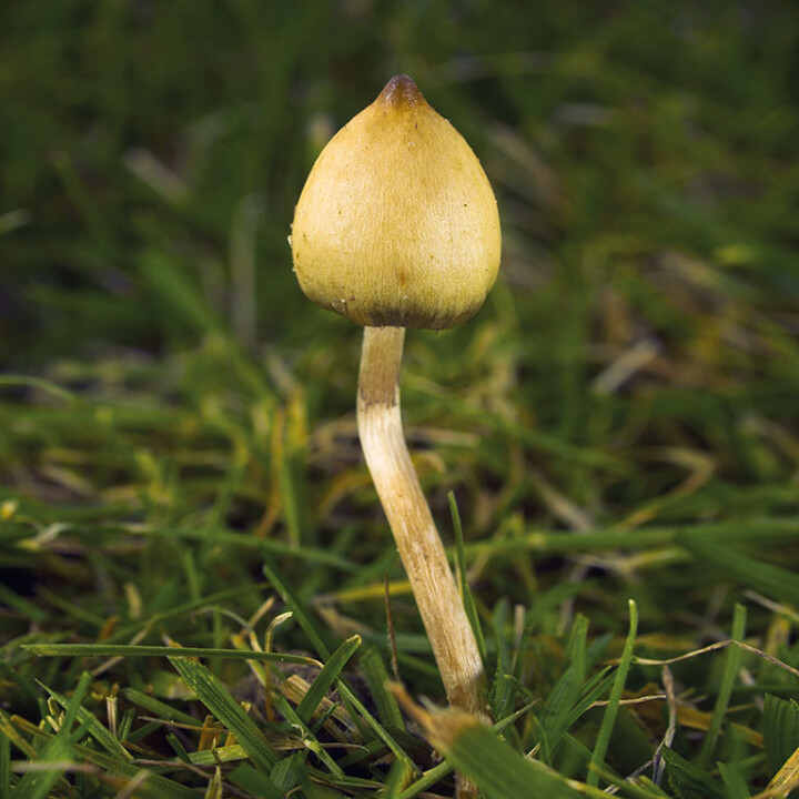 Champignon hallucinogène