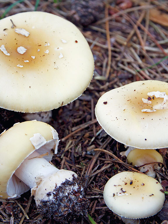 Champignon amanite champignon de decembre