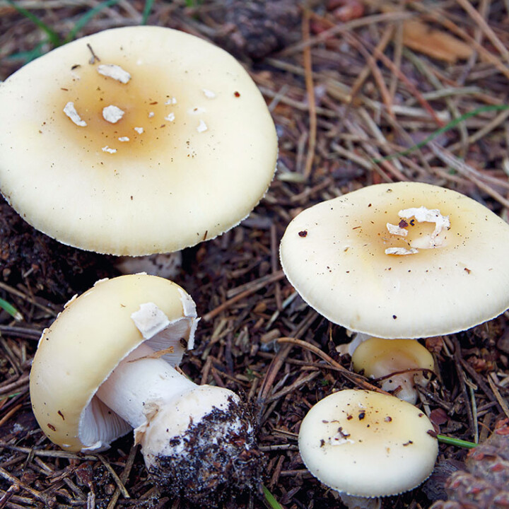 Champignon amanite champignon de decembre