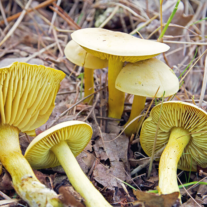Champignon crapaudine