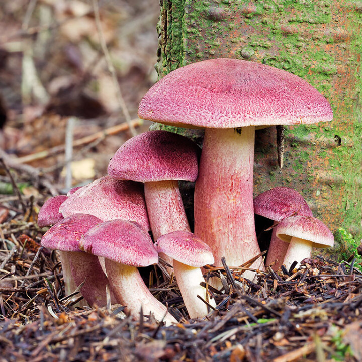 Champignon tricholome