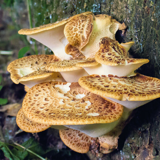 Champignon polypore