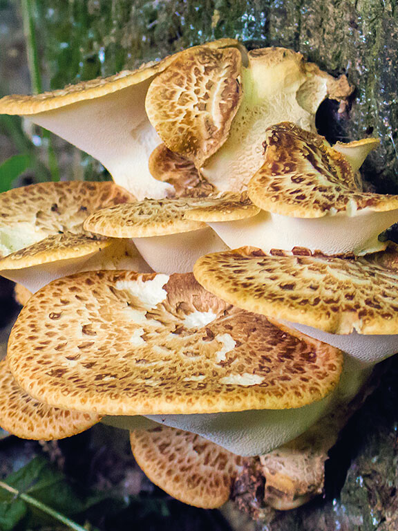 Champignon polypore