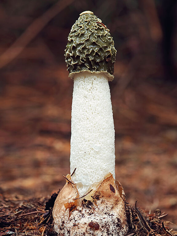Champignon phallus
