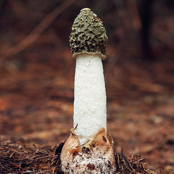 Champignon phallus