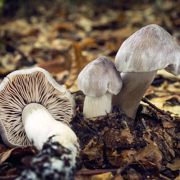 champignon un chapeau et un pied gris