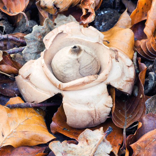 Champignon étoile